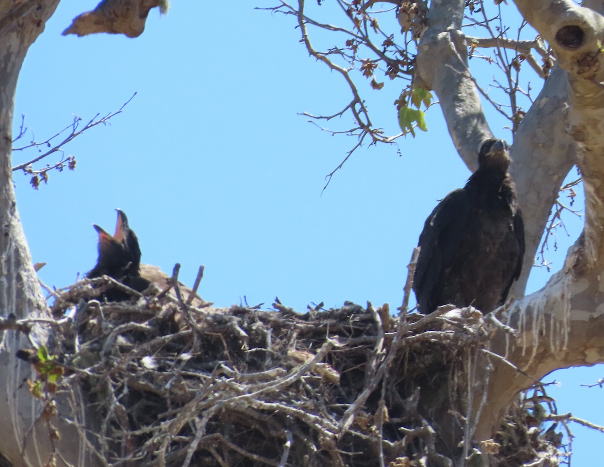 Bald Eagle - ML620428818