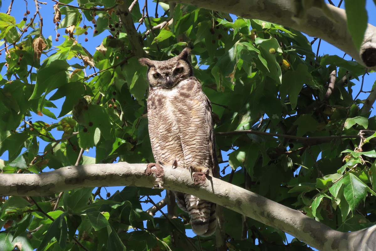 Great Horned Owl - ML620428820