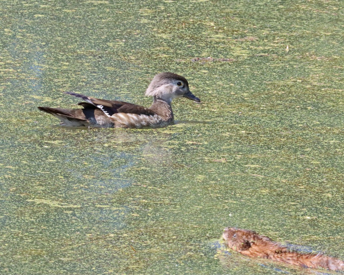 Wood Duck - ML620428821