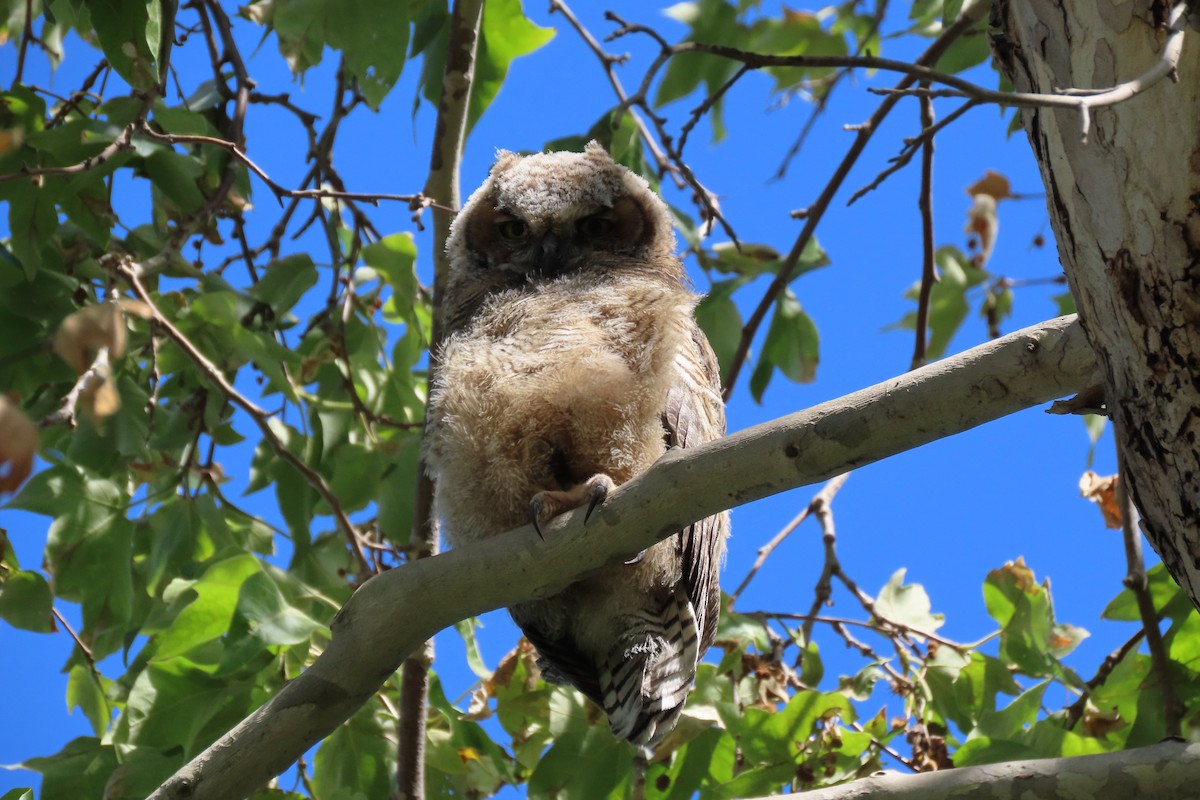 Great Horned Owl - ML620428822