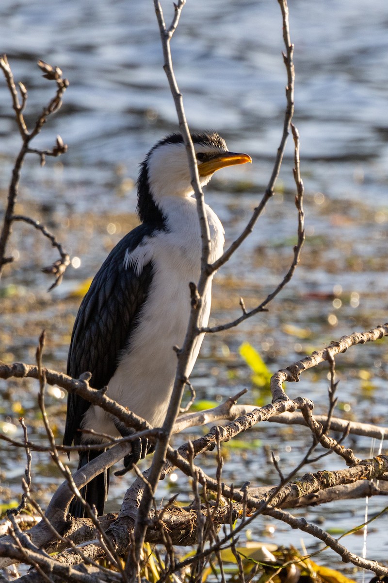 Little Pied Cormorant - ML620428824