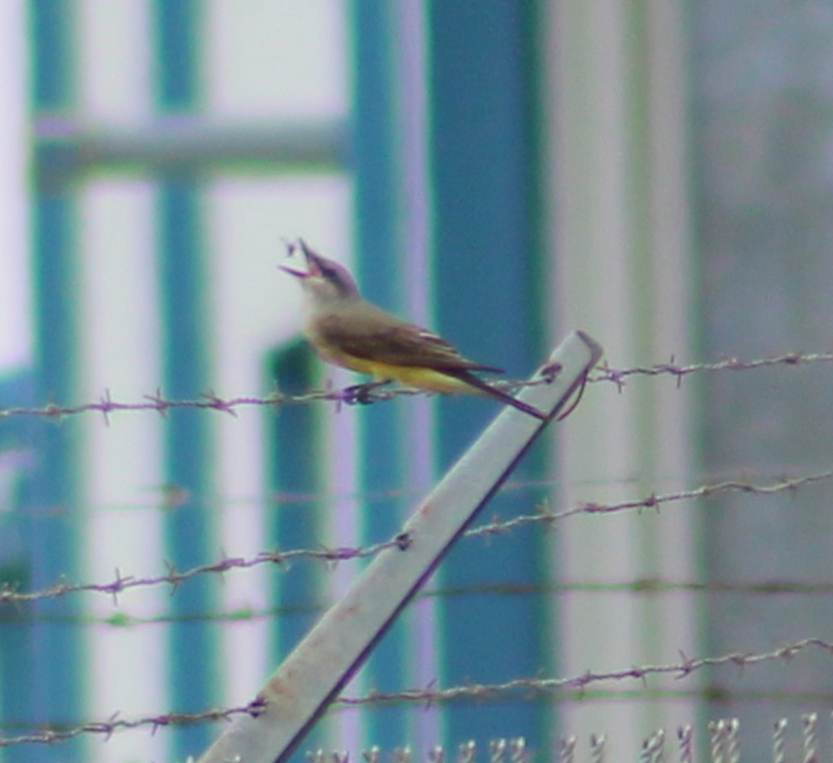 Western Kingbird - ML620428825