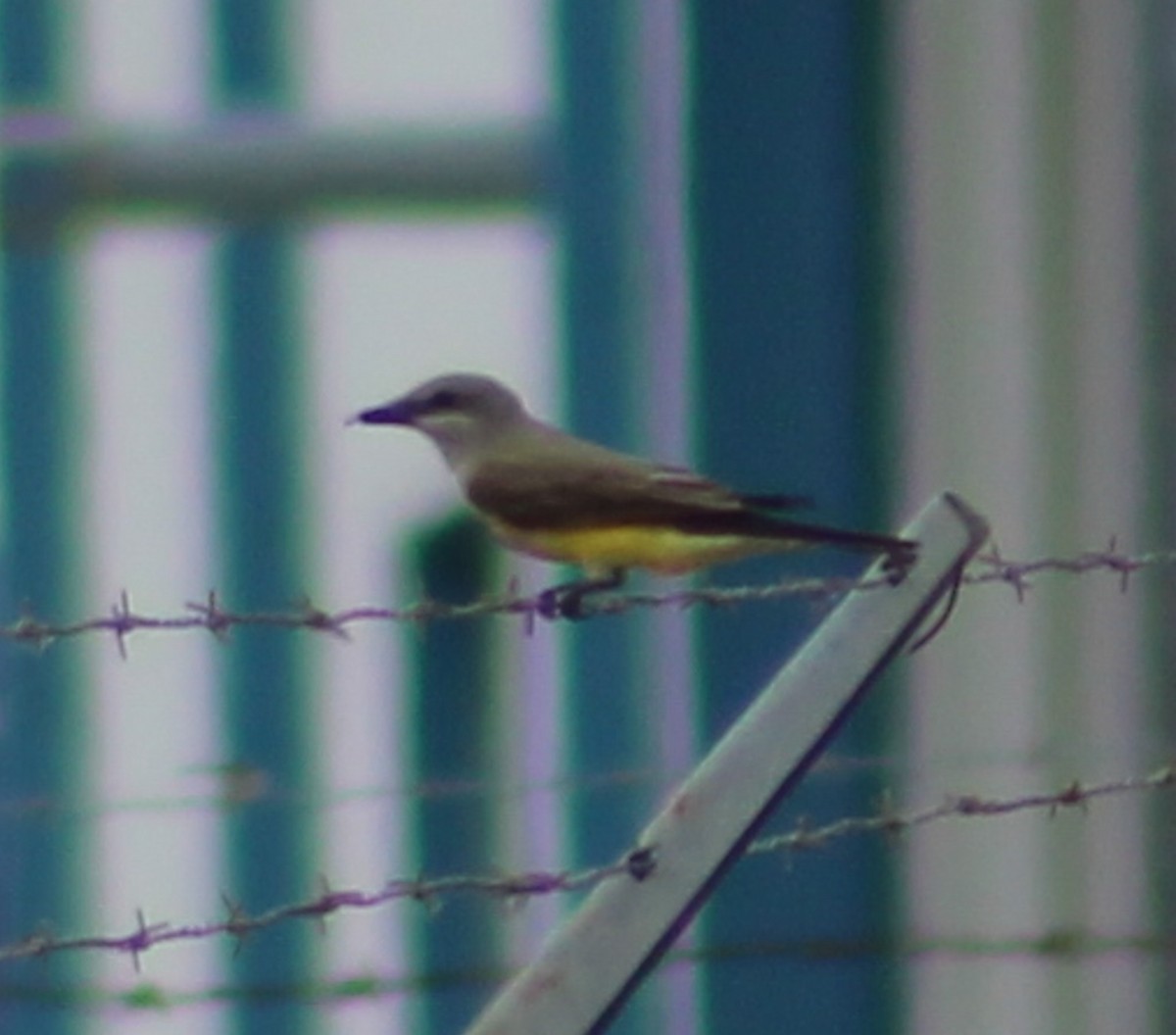 Western Kingbird - ML620428826