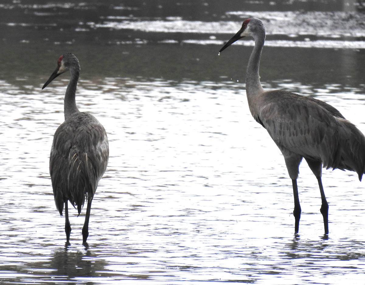 Sandhill Crane - Lucio 'Luc' Fazio