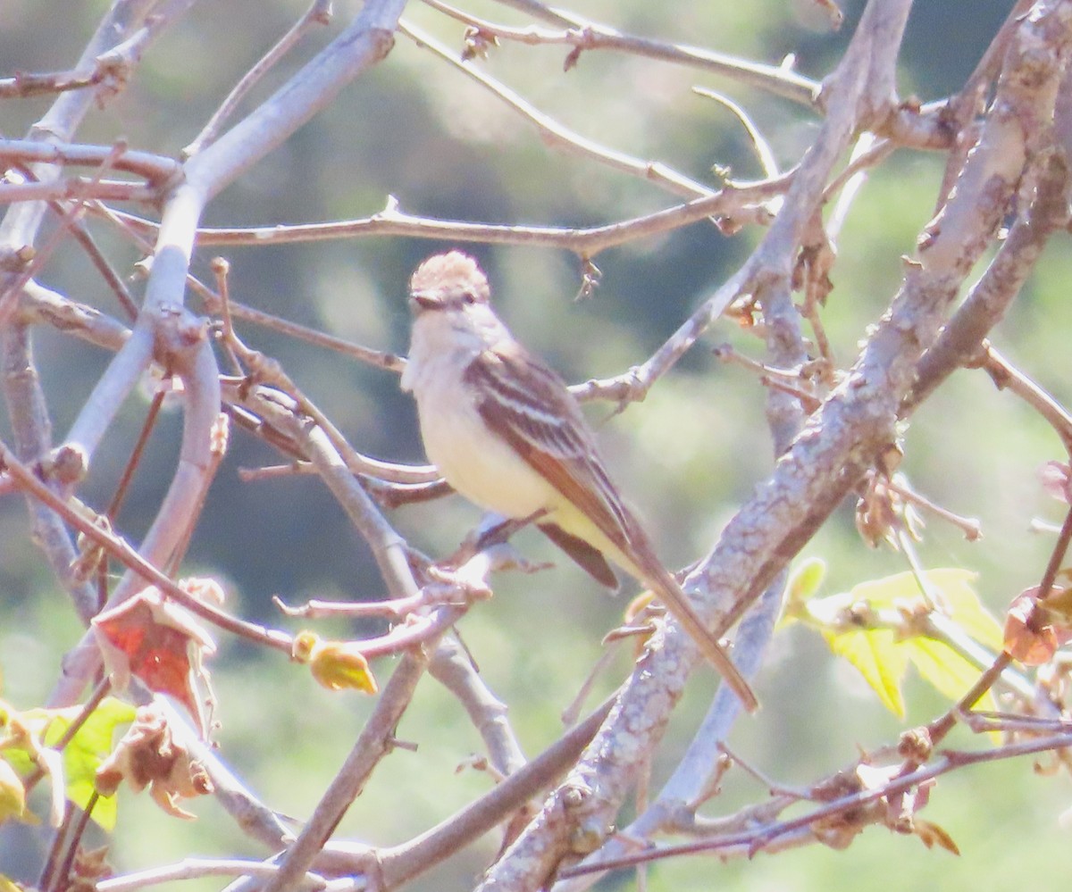 Ash-throated Flycatcher - ML620428828