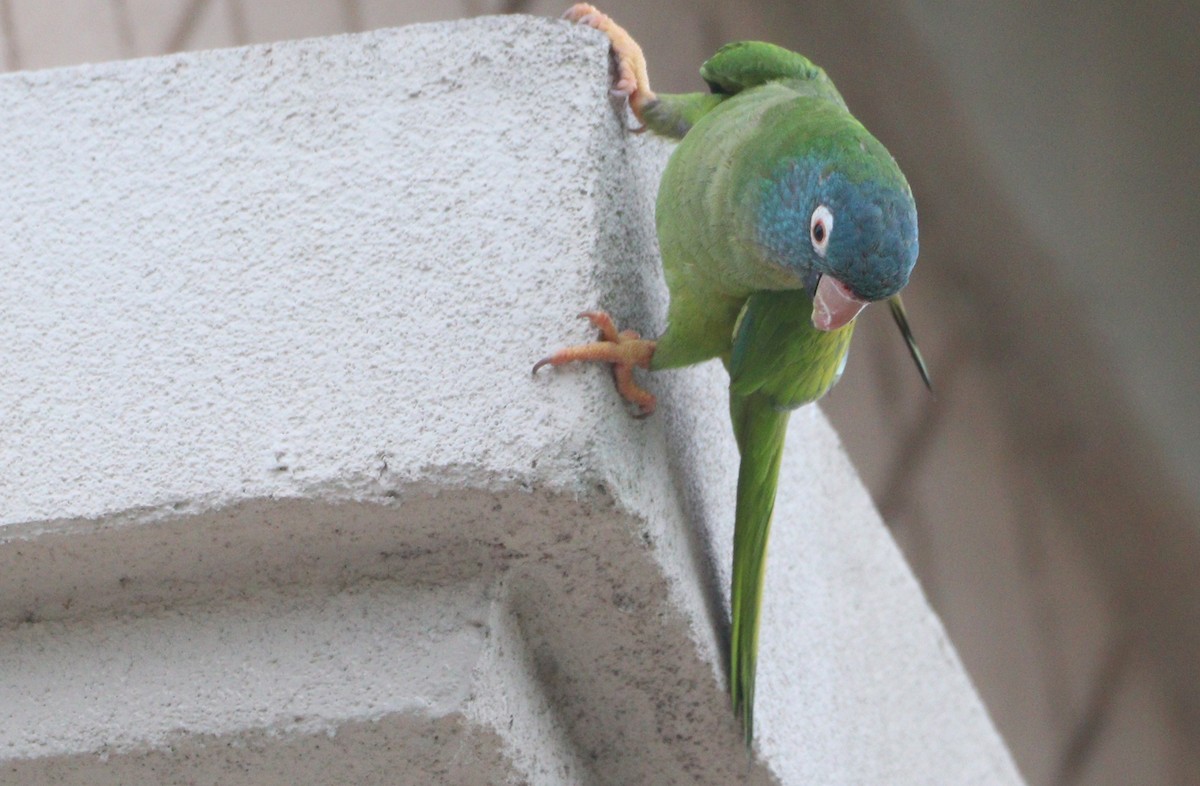 Blue-crowned Parakeet - ML620428829