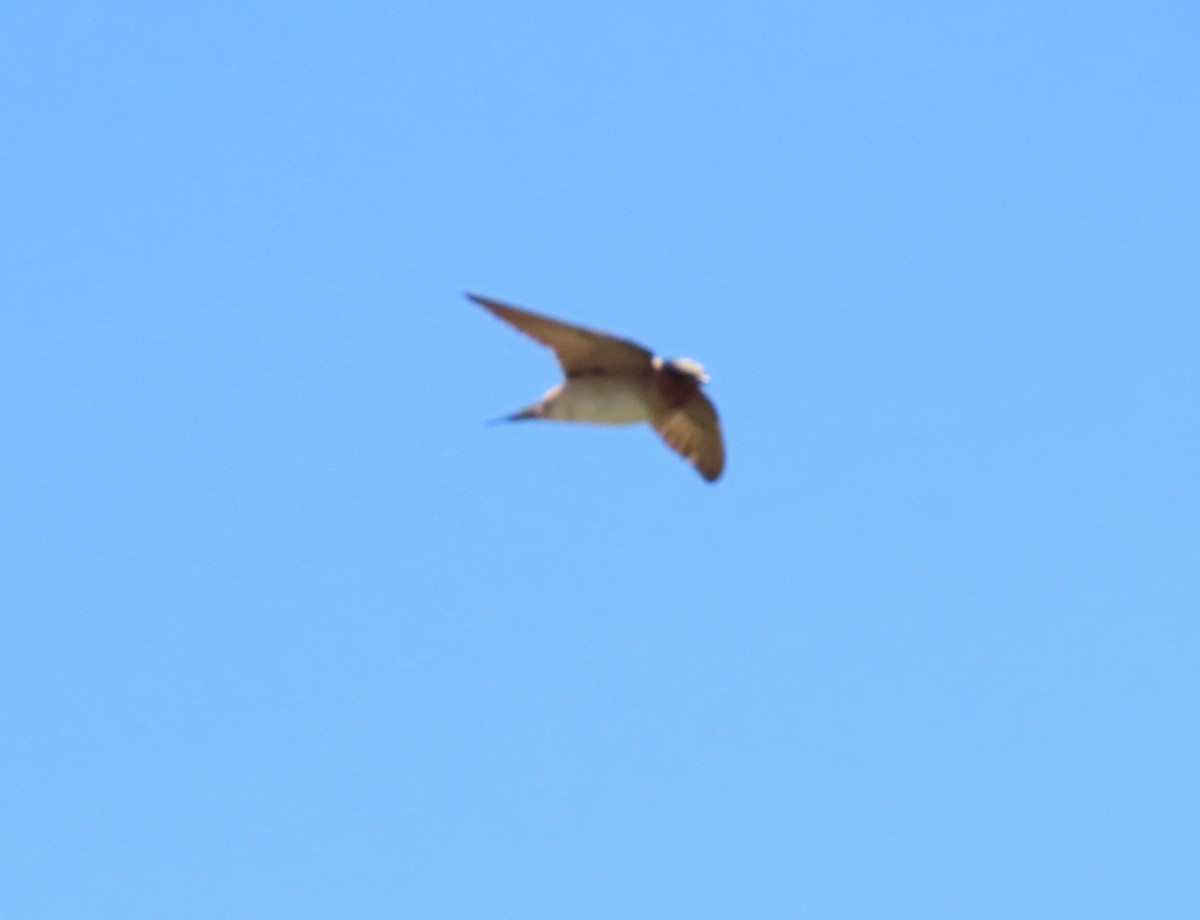 Cliff Swallow - ML620428838