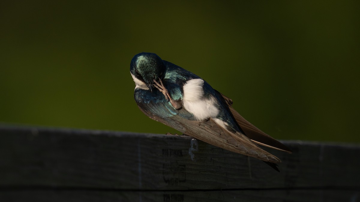 Golondrina Bicolor - ML620428842