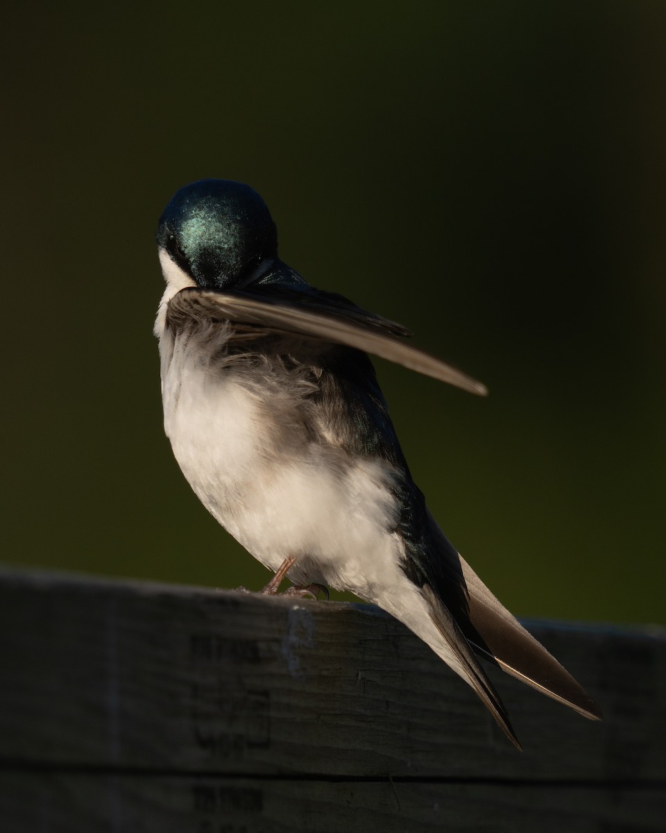 Golondrina Bicolor - ML620428844