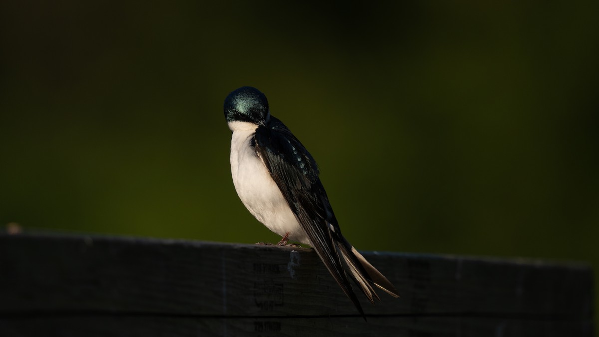 Golondrina Bicolor - ML620428846