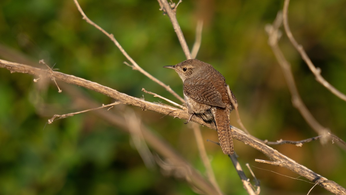 House Wren - ML620428858