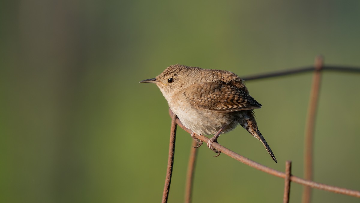 House Wren - ML620428859