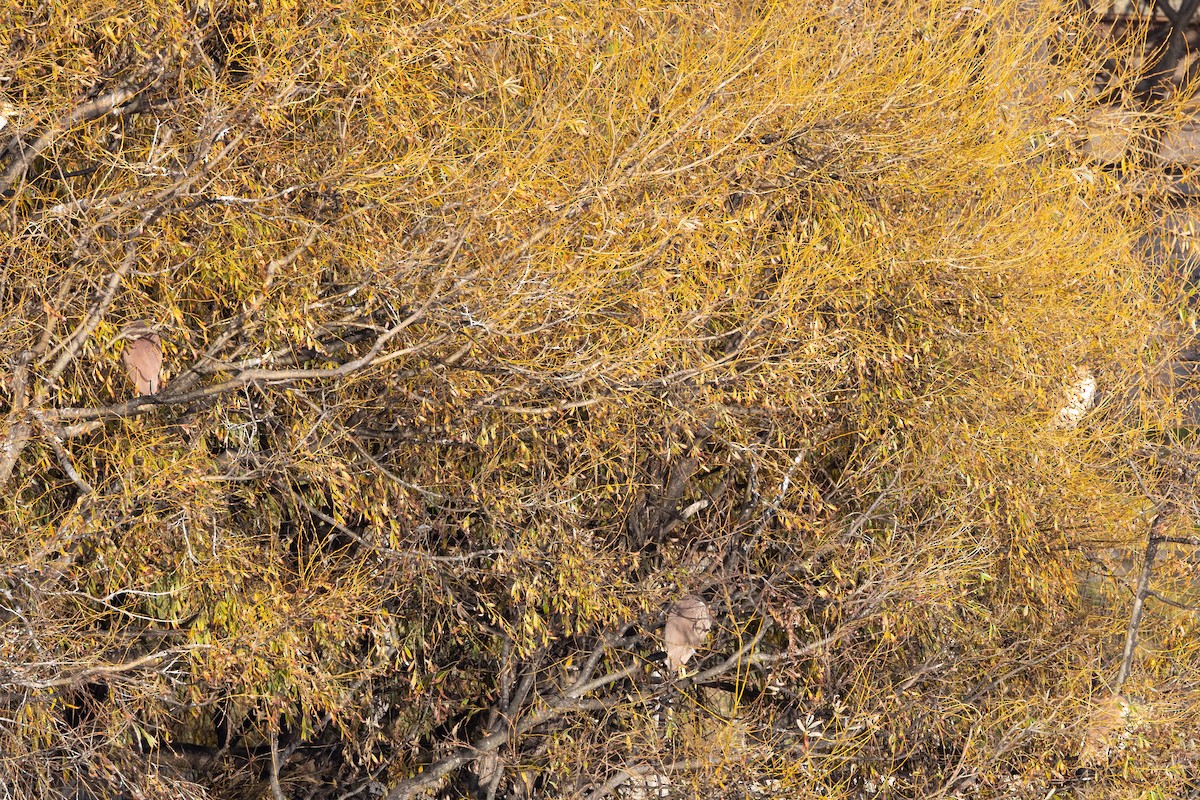 Nankeen Night Heron - ML620428866