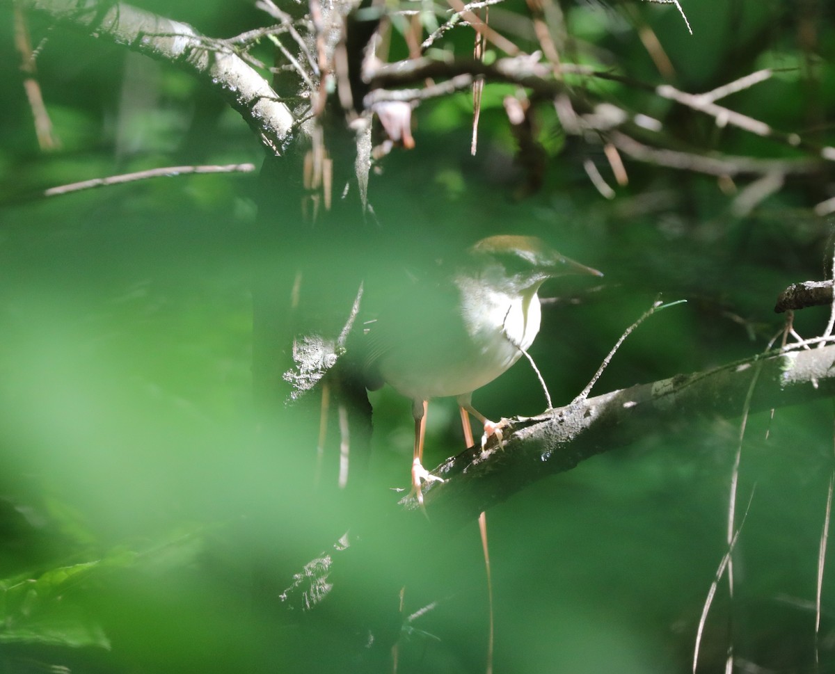 Swainson's Warbler - ML620428870