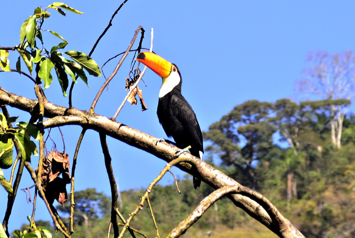 Toco Toucan - ML620428873