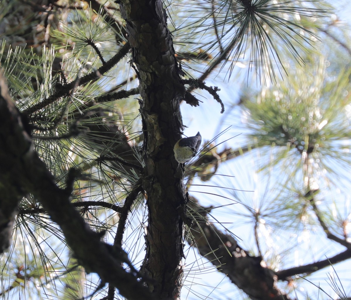 Red-breasted Nuthatch - ML620428876