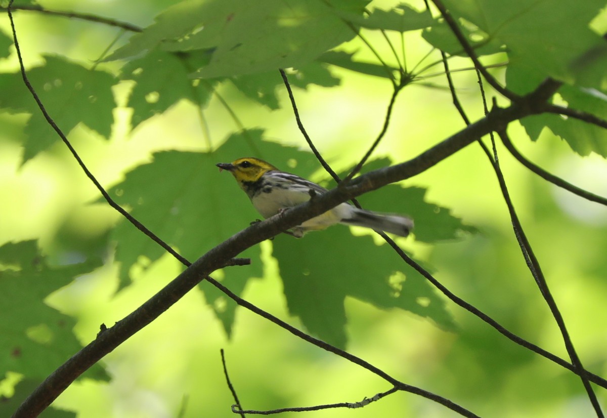 Black-throated Green Warbler - ML620428878