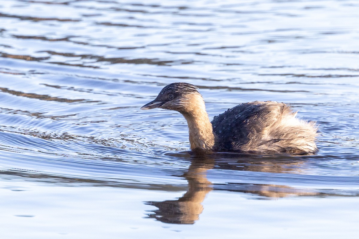 Hoary-headed Grebe - ML620428880