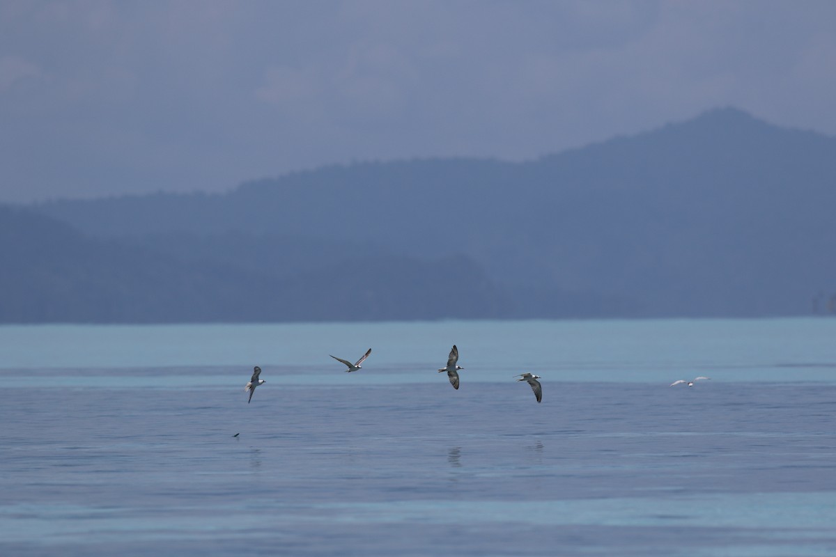 White-winged Tern - ML620428881