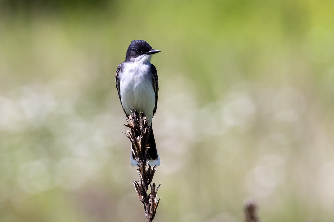 Eastern Kingbird - ML620428882