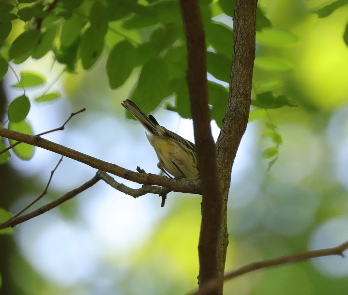 Black-and-white Warbler - ML620428890