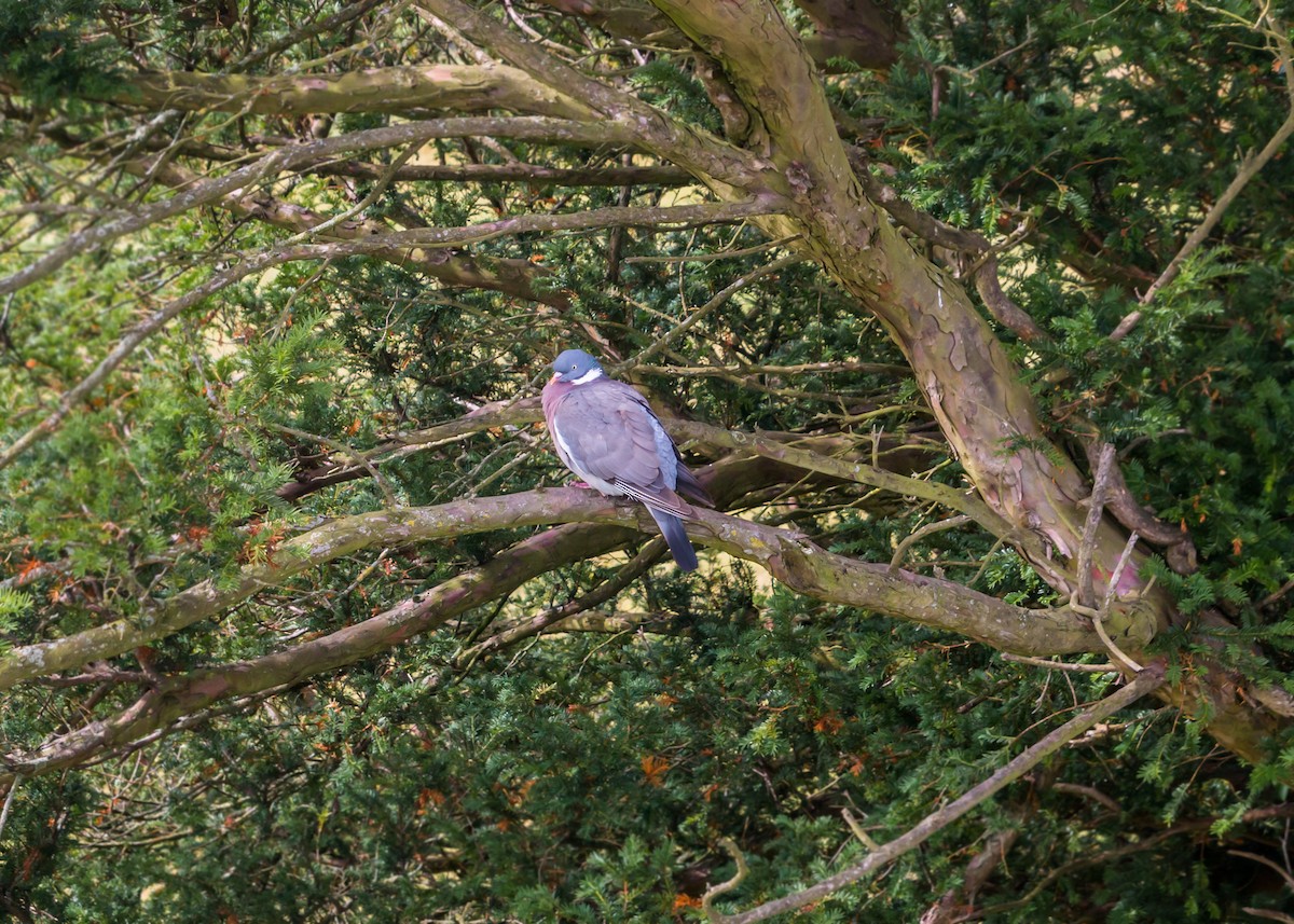 Common Wood-Pigeon - ML620428891