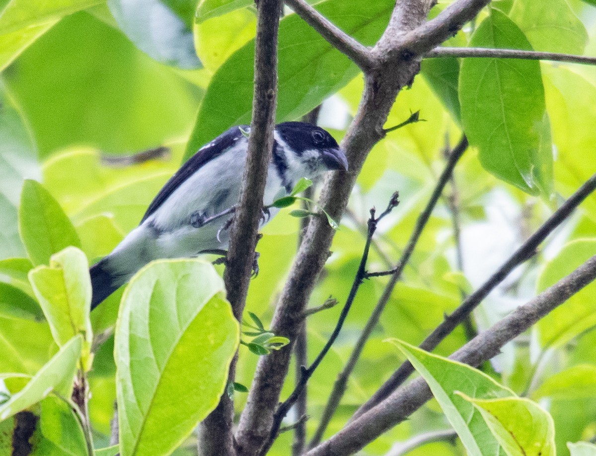 Wing-barred Seedeater (Caqueta) - ML620428895