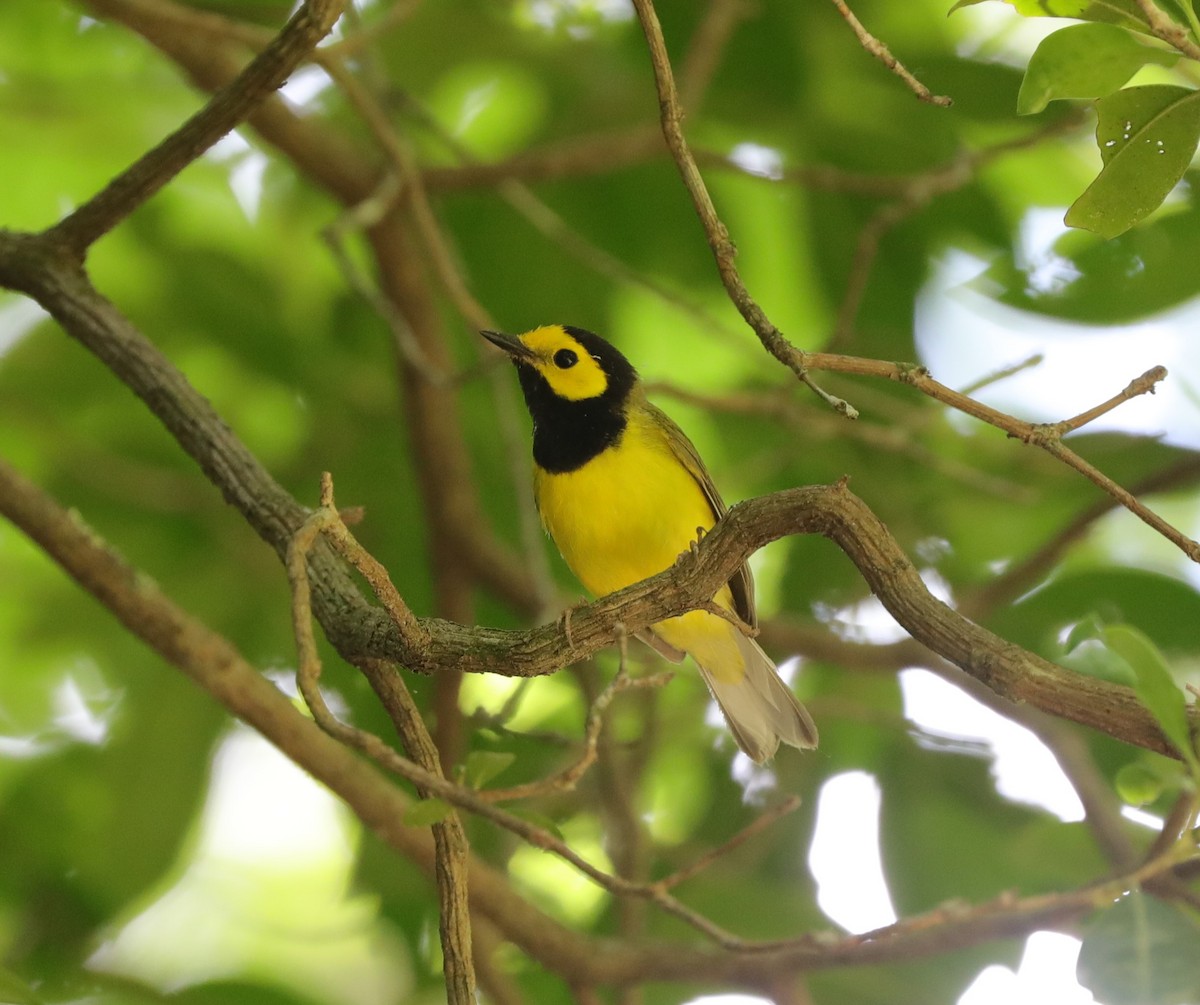 Hooded Warbler - ML620428898