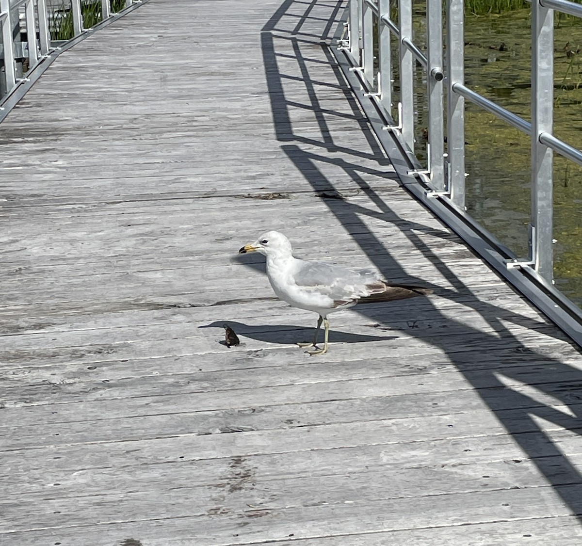 Ring-billed Gull - ML620428900