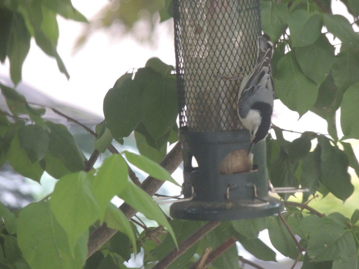 White-breasted Nuthatch - ML620428905