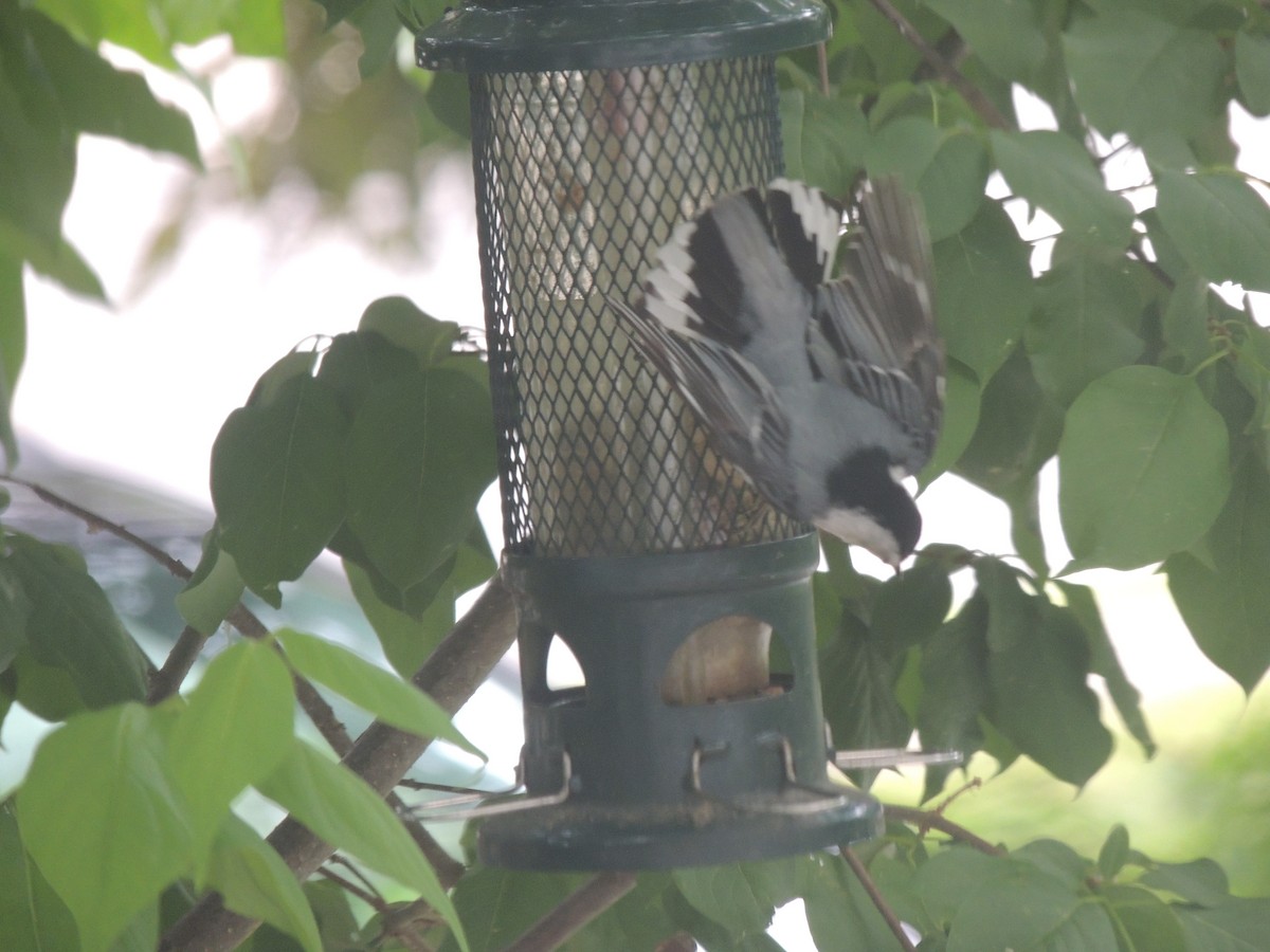 White-breasted Nuthatch - ML620428908