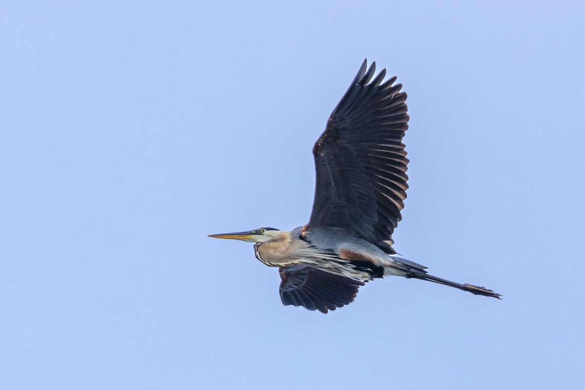 Great Blue Heron - ML620428911