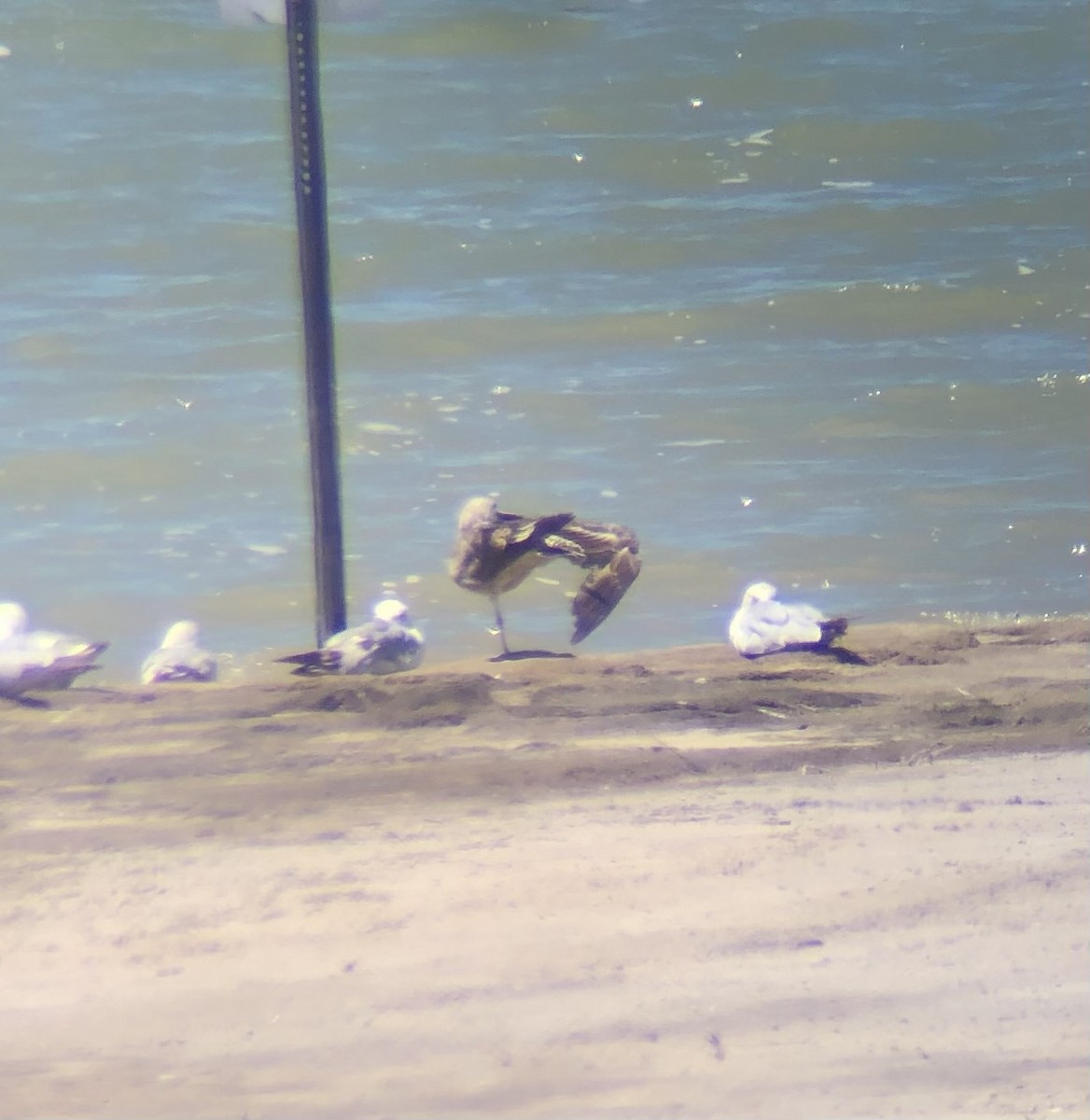 Lesser Black-backed Gull - ML620428916