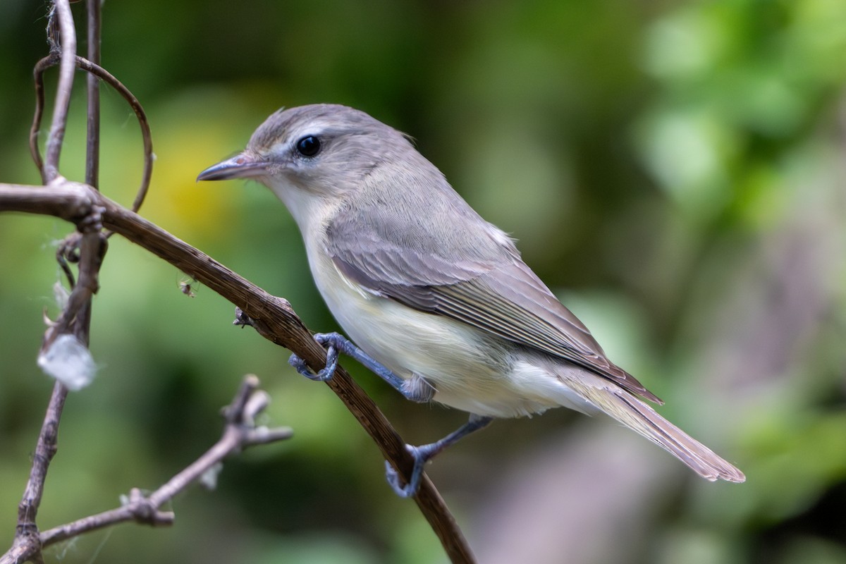 Warbling Vireo - ML620428918