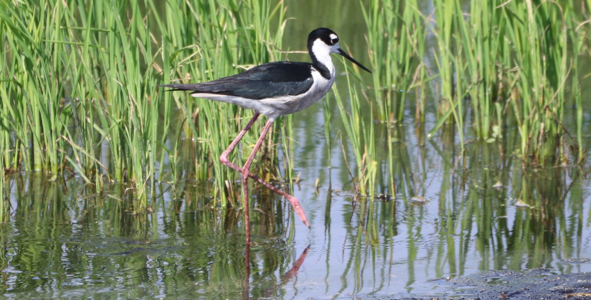 Black-necked Stilt - ML620428919