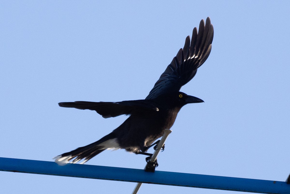 Pied Currawong - ML620428921