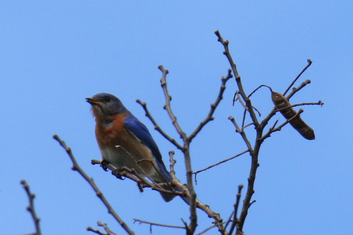 Eastern Bluebird - ML620428923