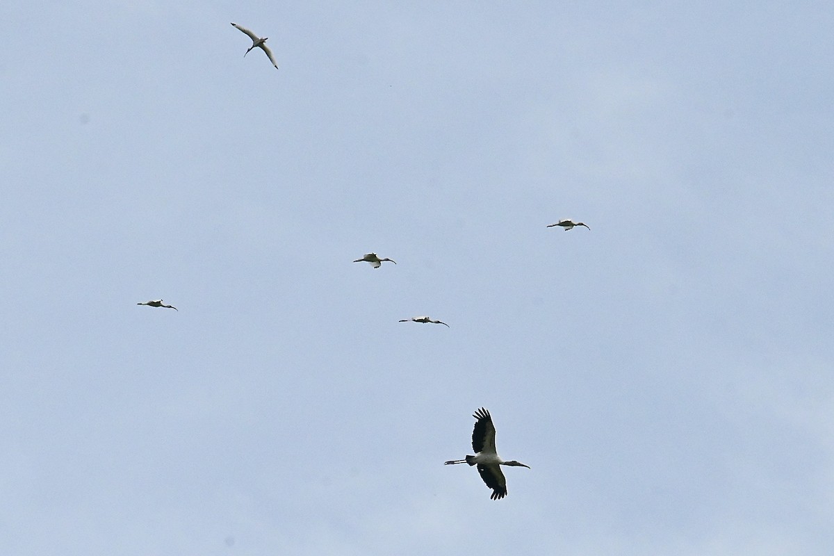 Wood Stork - ML620428924