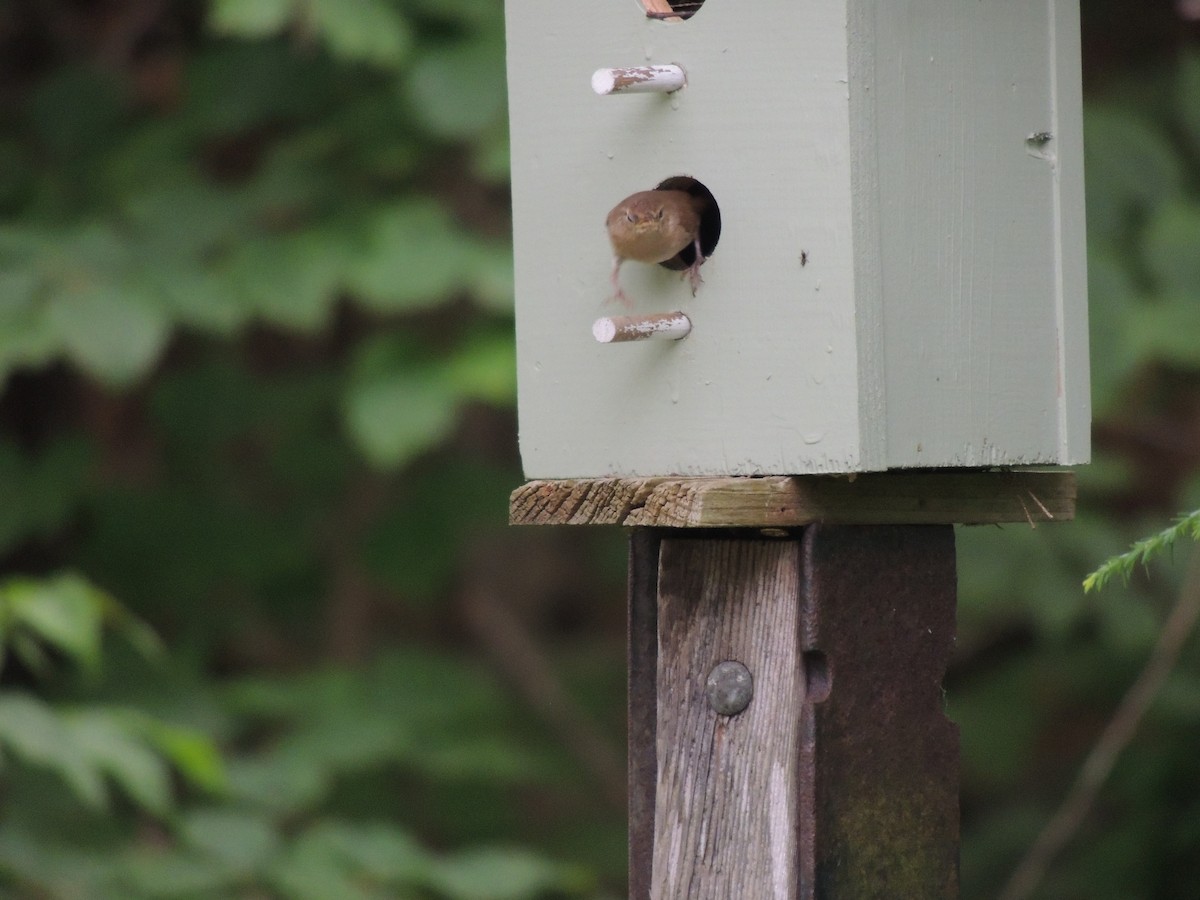 House Wren - ML620428926