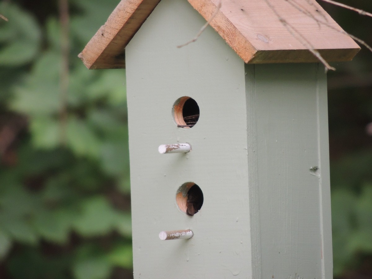 House Wren - ML620428927