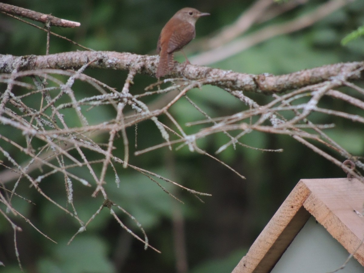 House Wren - ML620428928