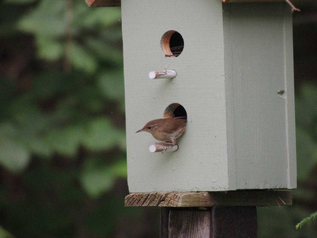 House Wren - ML620428930