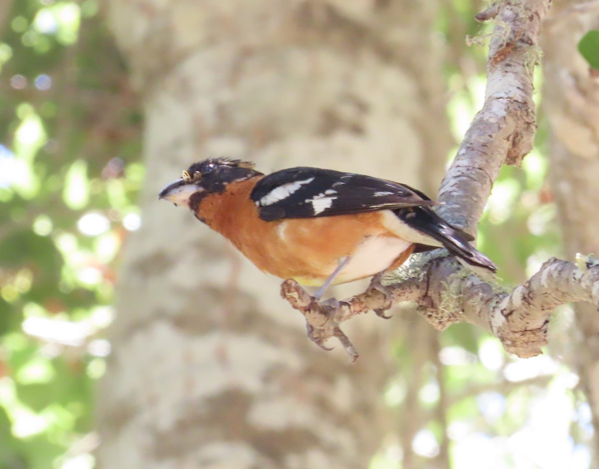 Black-headed Grosbeak - ML620428931