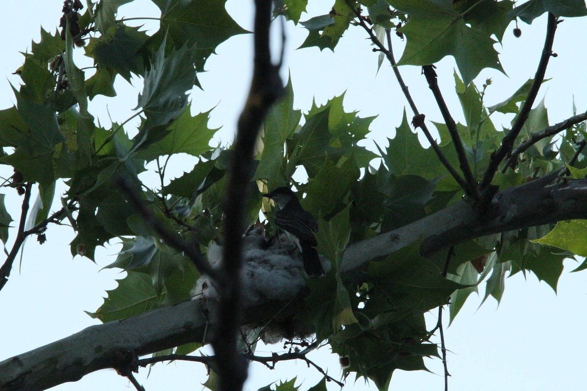 Eastern Kingbird - ML620428934