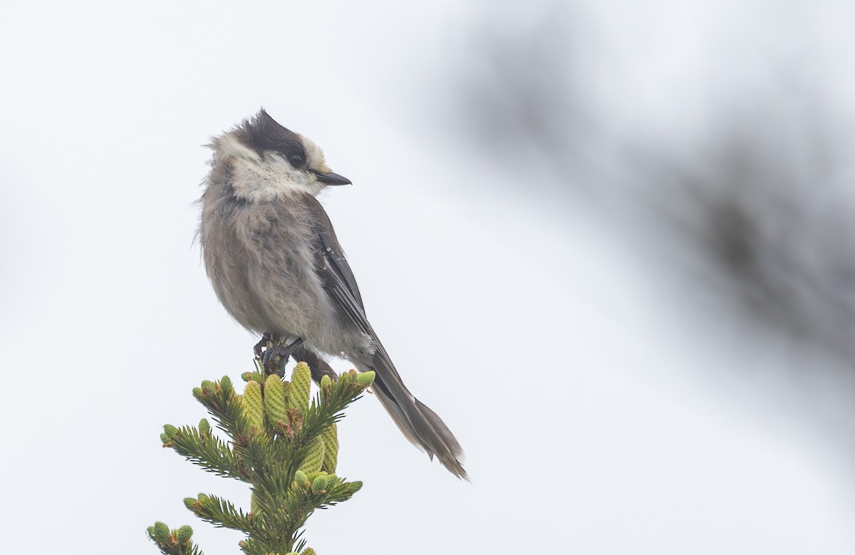 Canada Jay - ML620428938