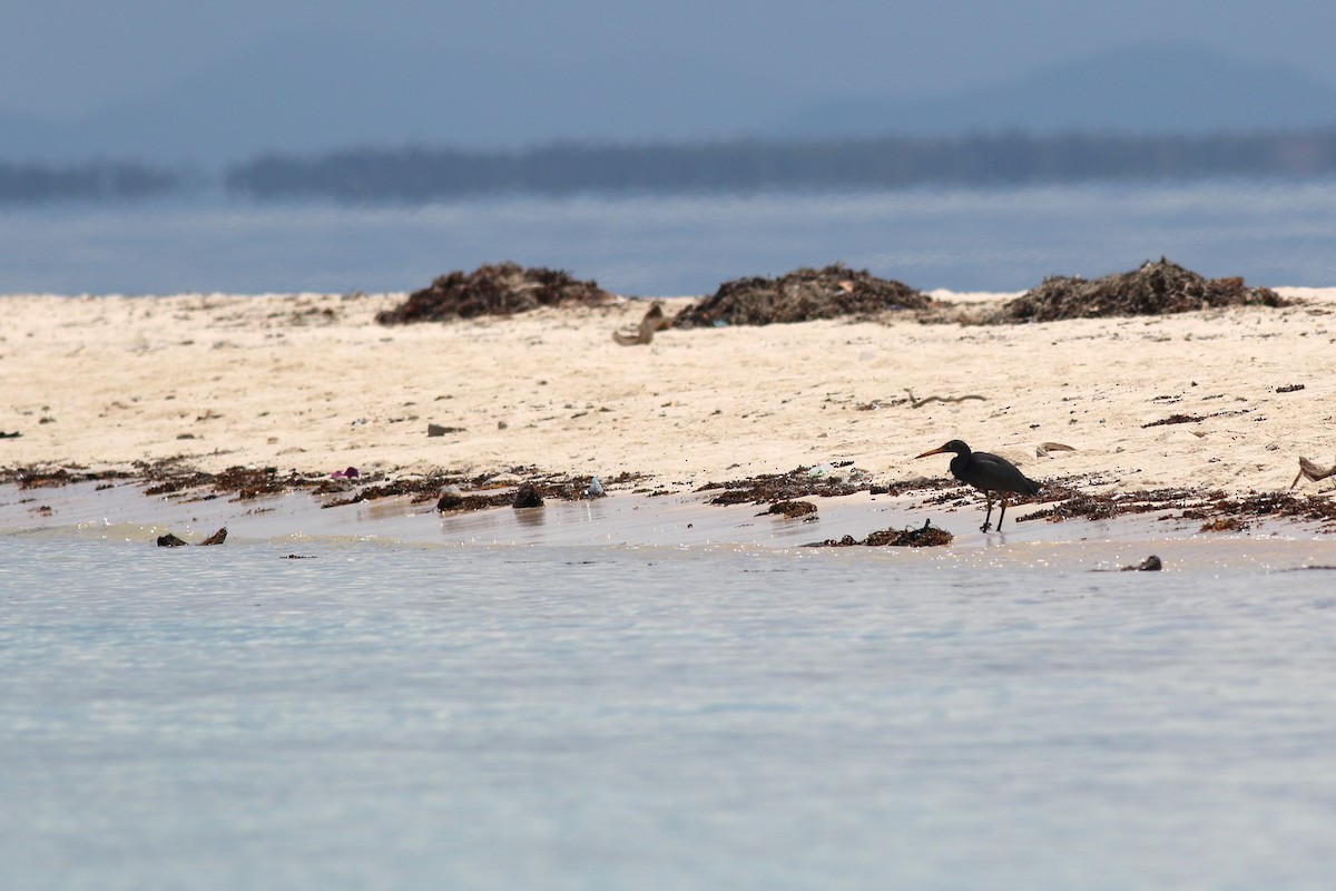 Pacific Reef-Heron - ML620428939