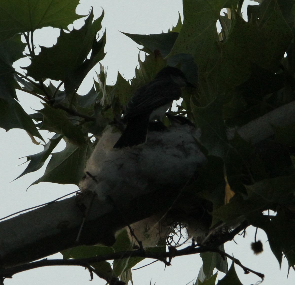 Eastern Kingbird - ML620428943