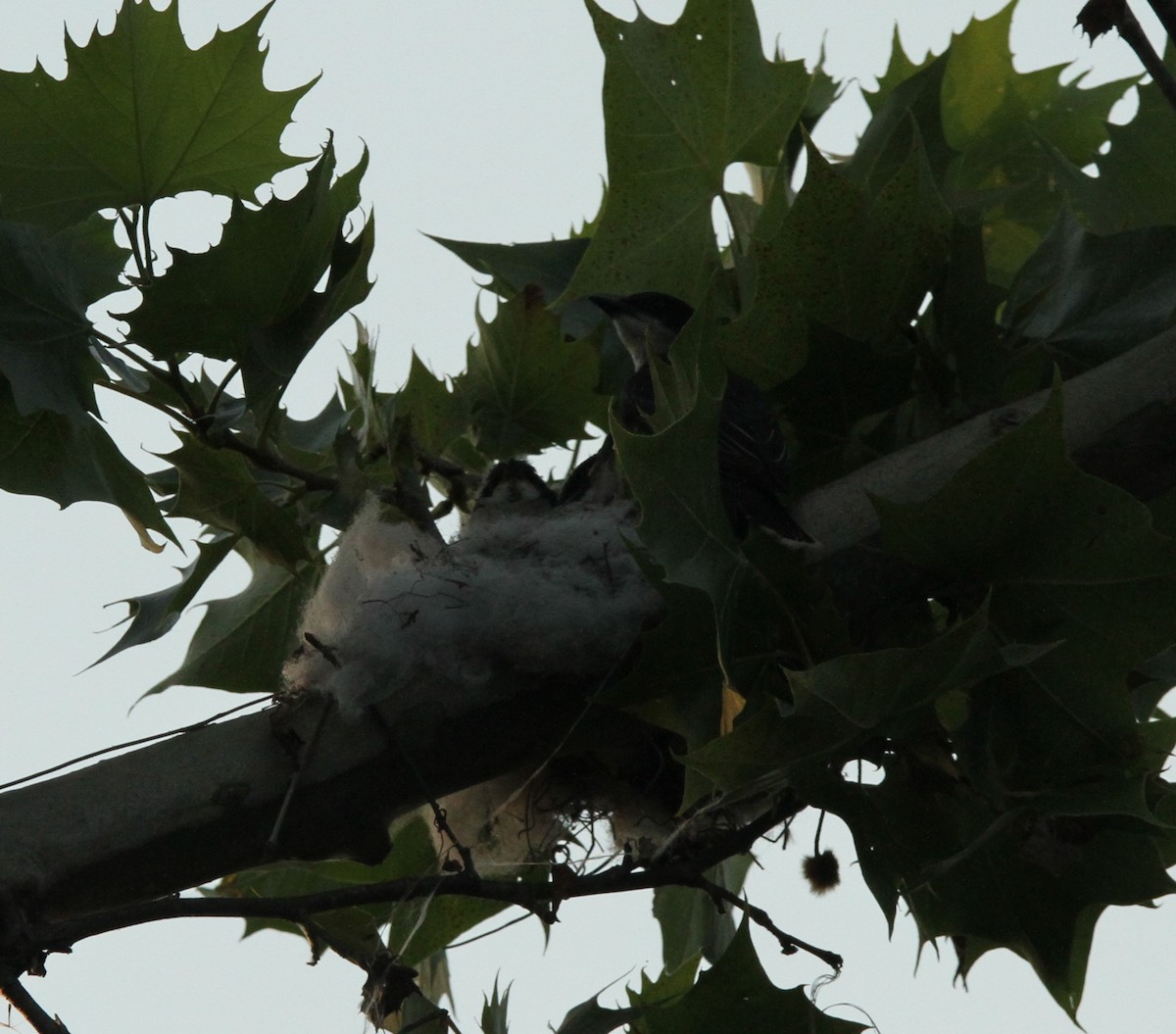 Eastern Kingbird - ML620428944