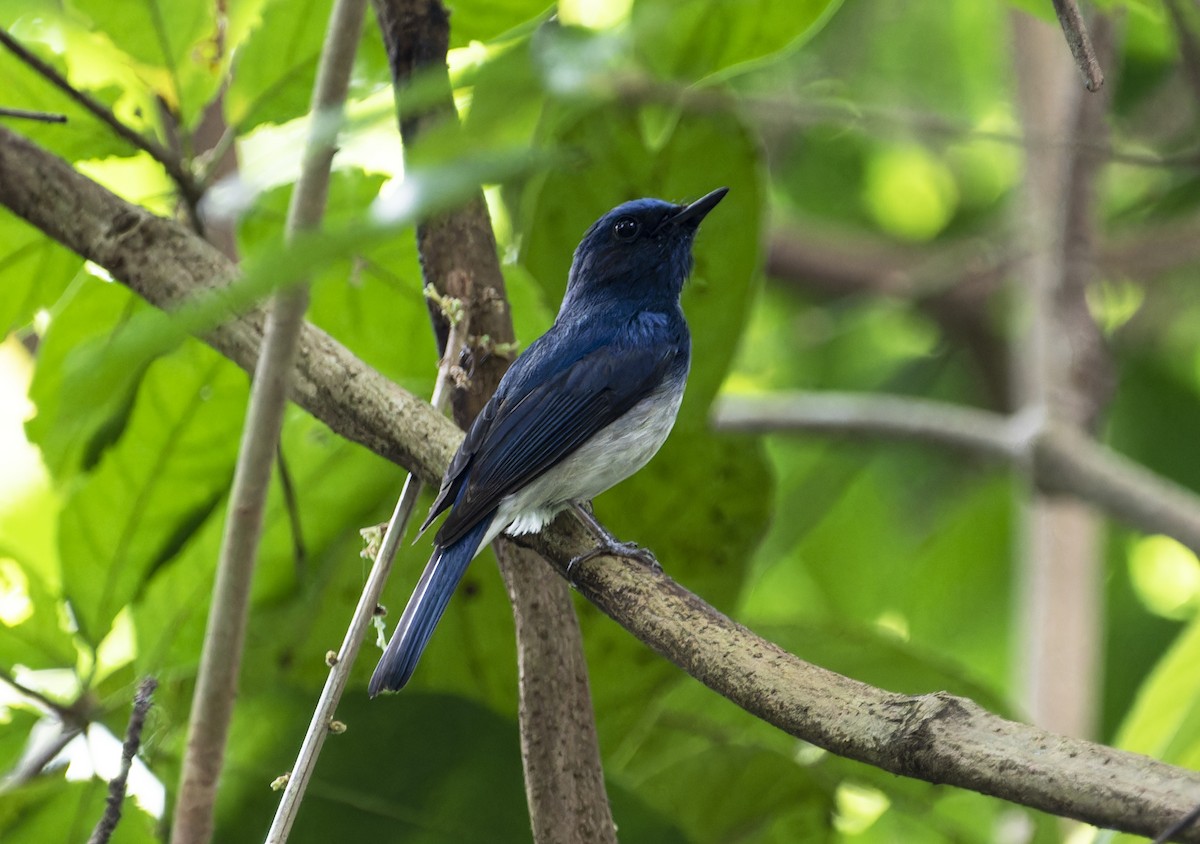 Hainan Blue Flycatcher - ML620428945