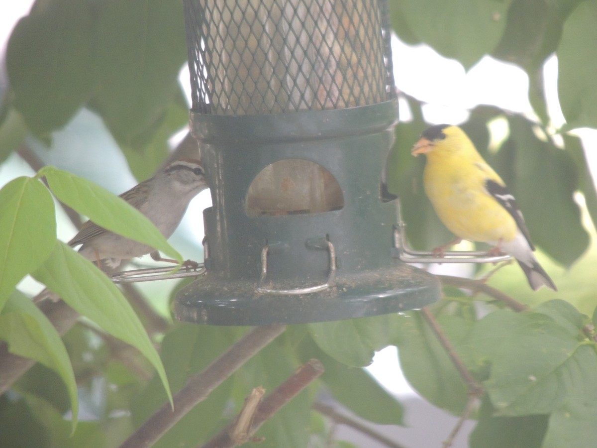 American Goldfinch - ML620428954